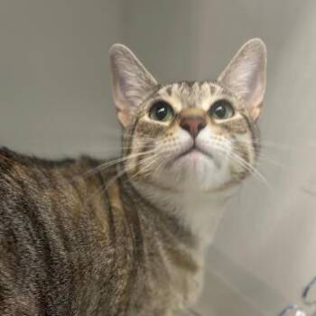 Angel -  Domestic Short Hair Cat Available for Adoption in Marshall, Texas - Angel | PetCurious
