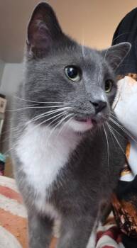 Domestic Short Hair Cats Available for Adoption - Bobby | PetCurious