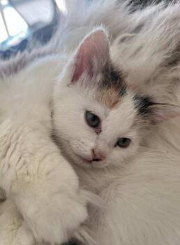 MARIGOLD -  American Shorthair Cat for Adoption in Pinedale, Wyoming - MARIGOLD | PetCurious