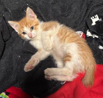 Rescue Domestic Short Hair Cats for Adoption in Buford, Georgia - Echo | PetCurious