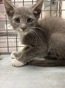 LEVI -  Domestic Short Hair Cat for Adoption in Las Vegas, Nevada - LEVI | PetCurious