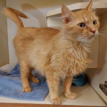 Rescue Domestic Medium Hair Cats for Adoption in Dayton, Ohio - Amelia | PetCurious