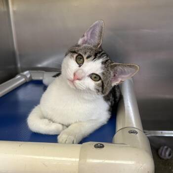 Alice -  Domestic Short Hair Cat for Adoption in Wantagh, New York - Alice | PetCurious