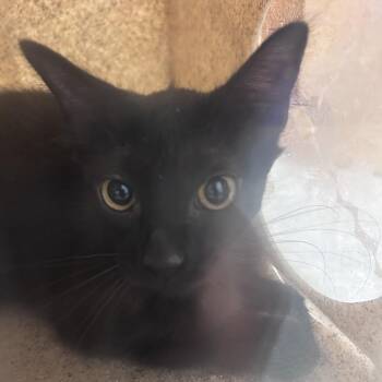 Karloda -  Domestic Short Hair Cat for Adoption in Philadelphia, Pennsylvania - Karloda | PetCurious