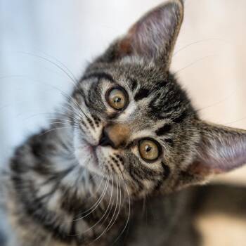 Louise -  Domestic Short Hair Cat for Adoption in Durango, Colorado - Louise | PetCurious