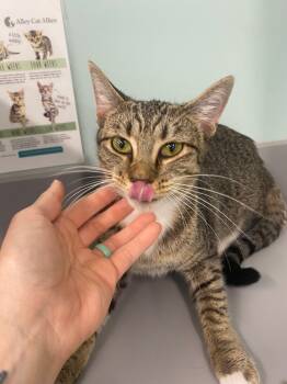 Rescue Domestic Short Hair Cats for Adoption in Athens, Tennessee - Jerry | PetCurious