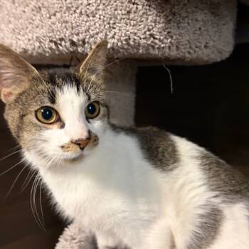 Rescue Domestic Short Hair Cats for Adoption in Buffalo, New York - Luna | PetCurious