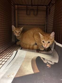 Amadeus -  Domestic Short Hair Cat for Adoption in Austin, Texas - Amadeus | PetCurious