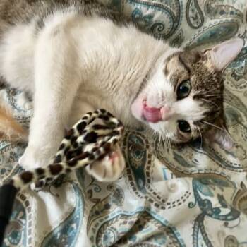 Rescue Domestic Short Hair Cats for Adoption - Gina | PetCurious