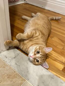 Mousse -  Domestic Short Hair Cat for Adoption in Montreal, Quebec - Mousse | PetCurious