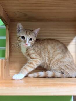 HEIHEI -  Domestic Short Hair Cat for Adoption in St. Peters, Missouri - HEIHEI | PetCurious