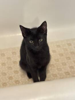 Romy -  Domestic Short Hair Cat for Adoption in Melrose, Massachusetts - Romy | PetCurious