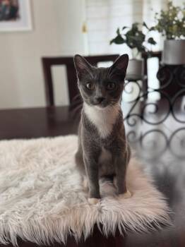 Jojo -  Domestic Short Hair Cat for Adoption in Mustang, Oklahoma - Jojo | PetCurious