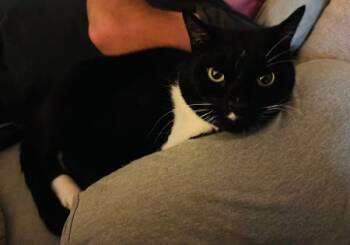 Domestic Short Hair Cats Available for Adoption - Oakley  | PetCurious