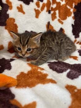 Domestic Short Hair Cats Available for Adoption in Warrenton, North Carolina - LARK | PetCurious