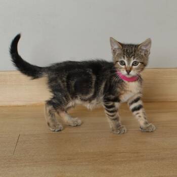 Flute C68888 -  Domestic Short Hair Cat for Adoption in Minnetonka, Minnesota - Flute C68888 | PetCurious