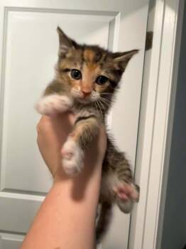 Rescue Domestic Short Hair Cats for Adoption in Moncks Corner, South Carolina - Meow-ilyn Monroe | PetCurious