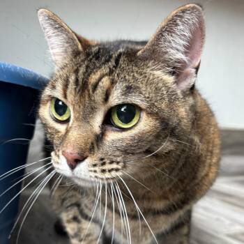 American Shorthair Cats Available for Adoption in West Des Moines, Iowa - Cinnamon | PetCurious