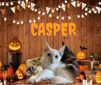Casper -  Siamese Cat for Adoption in The Woodlands, Texas - Casper | PetCurious