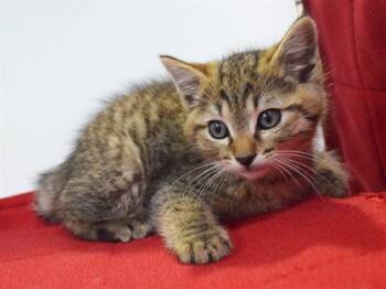 MR KINKY TAIL -  Domestic Short Hair Cat Available for Adoption in Sacramento, California - MR KINKY TAIL | PetCurious