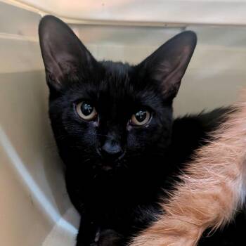Hardy -  Domestic Short Hair Cat for Adoption in Brownsboro, Alabama - Hardy | PetCurious