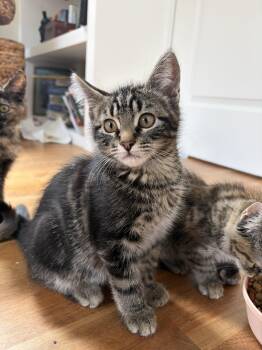 Pablo -  Domestic Short Hair Cat for Adoption in Missoula, Montana - Pablo | PetCurious