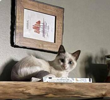 Rescue Domestic Short Hair Cats for Adoption in Nashville, Tennessee - Boo | PetCurious