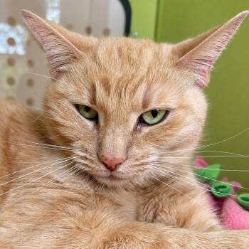 Minnie -  Domestic Short Hair Cat for Adoption in Pontiac, Michigan - Minnie | PetCurious