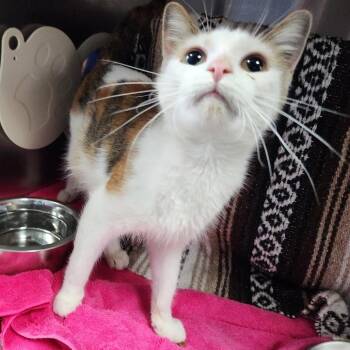 Ashley -  Domestic Short Hair Cat for Adoption in Walker, Michigan - Ashley | PetCurious