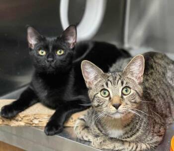 Rescue Domestic Short Hair Cats for Adoption in Stratford, Connecticut - Chestnut & Posie (bonded Pair) | PetCurious