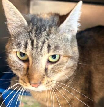 Domestic Short Hair Cats Available for Adoption in Zimmerman, Minnesota - Stripes | PetCurious