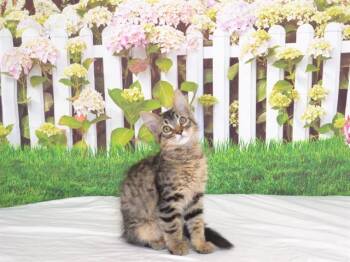 NESSA -  Domestic Medium Hair Cat Available for Adoption in Oroville, California - NESSA | PetCurious