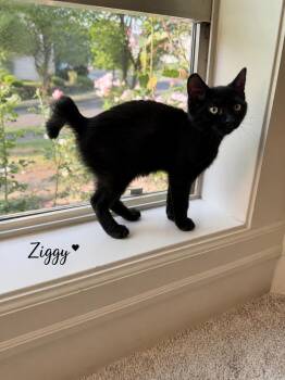 Ziggy -  Domestic Short Hair Cat for Adoption in Vancouver, Washington - Ziggy | PetCurious