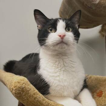 Kudzu (adopted name: Harry) -  Domestic Short Hair Cat for Adoption in Cumming, Georgia - Kudzu (adopted Name: Harry) | PetCurious