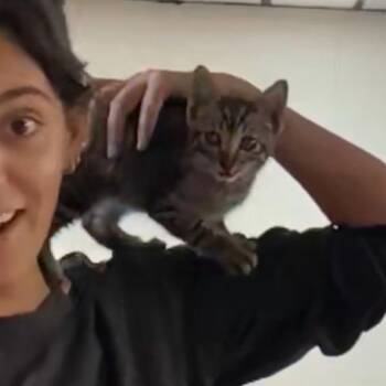 Domestic Short Hair Cats Available for Adoption in Long Beach, California - Nemo | PetCurious