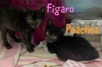 Figaro -  Domestic Short Hair Cat for Adoption in Ruskin, Florida - Figaro | PetCurious