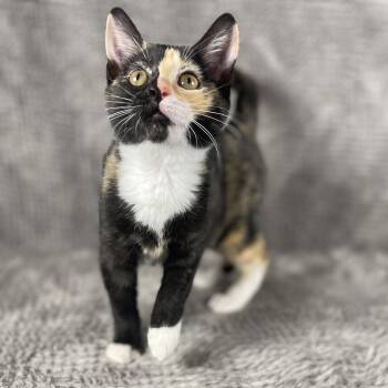 Coffeemate - Andrea foster -  Domestic Short Hair Cat for Adoption in Social Circle, Georgia - Coffeemate - Andrea Foster | PetCurious