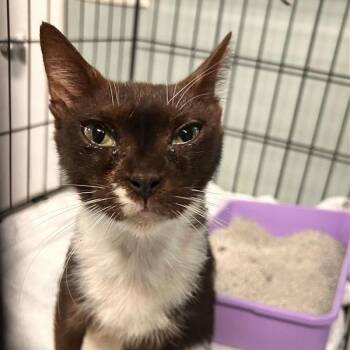 Panther -  Domestic Short Hair Cat for Adoption in Freeport, Florida - Panther | PetCurious