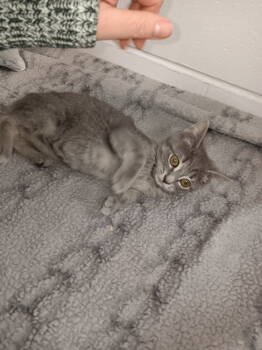 Rescue Domestic Short Hair and Tabby Cats for Adoption in Livonia, Michigan - C304 Litter Black Betty | PetCurious