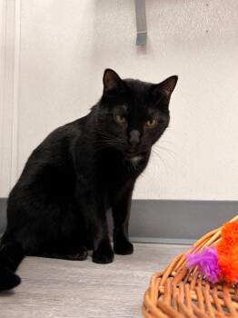 Thames -  Domestic Short Hair Cat Available for Adoption in Muskegon, Michigan - Thames | PetCurious