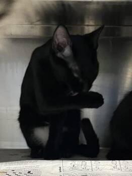 Rockette $50 -  Domestic Short Hair Cat for Adoption in Seneca, South Carolina - Rockette $50 | PetCurious