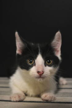 Rescue Tuxedo and Domestic Short Hair Cats for Adoption in Buford, Georgia - Hawk | PetCurious