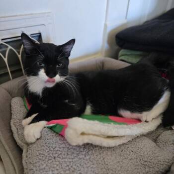 Domestic Medium Hair Cats Available for Adoption in Spokane, Washington - Gumby | PetCurious