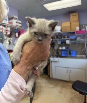 Pika -  Siamese Cat for Adoption in Kimberlin Heights, Tennessee - Pika | PetCurious