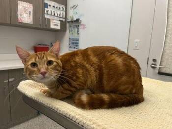 Sweat And Vanilla Perfume -  Domestic Short Hair Cat for Adoption in Kansas City, Missouri - Sweat And Vanilla Perfume | PetCurious