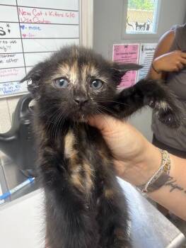 Aquarius -  Domestic Short Hair Cat for Adoption in Pomona, New York - Aquarius | PetCurious