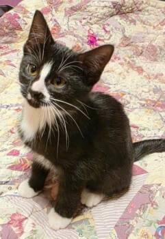 Rescue Domestic Short Hair Cats for Adoption in Charles City, Iowa - Sissy | PetCurious