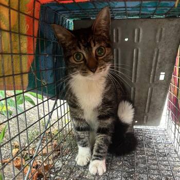 Nakita -  Domestic Short Hair Cat for Adoption in Newark, New Jersey - Nakita | PetCurious