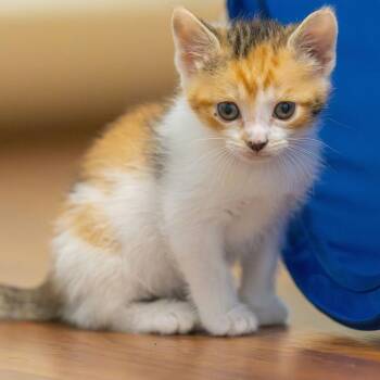 Domestic Short Hair Cats Available for Adoption in Montgomery, Alabama - Juno | PetCurious