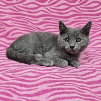 Billie -  Domestic Short Hair Cat for Adoption in Frankfort, Indiana - Billie | PetCurious